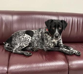 Bailey, German Shorthaired Pointer/Mixed Breed, adult, available for adoption