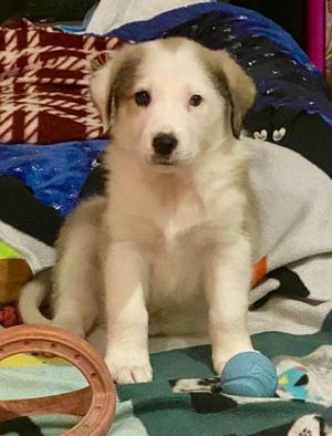 Baxter, Great Pyrenees/Mixed Breed, young, available for adoption