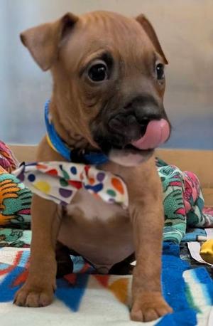 Forest, Mixed Breed, puppy, available for adoption