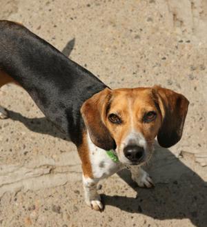 Abigail, Beagle, adult, available for adoption