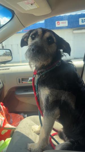 Goober, Schnauzer/German Shepherd Dog, young, available for adoption