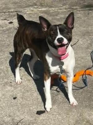 Darla, Boston Terrier/Rat Terrier, adult, available for adoption