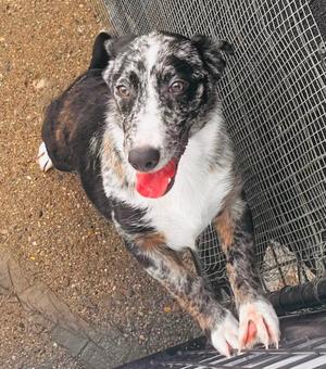 Calliope, Basset Hound/Australian Shepherd, young, available for adoption