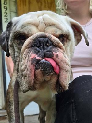 Hector, English Bulldog, adult, available for adoption