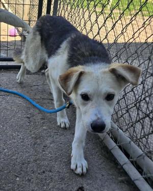 A medium-sized dog with white and black fur walks on a leash near a fence.