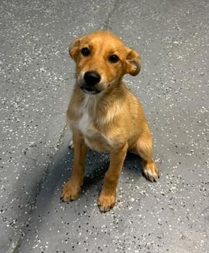 Dallas, German Shepherd Dog, puppy, available for adoption