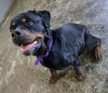 A Rottweiler dog with a purple collar is looking up and to the left with its mouth open.