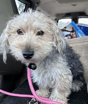 Fonzie, Yorkshire Terrier/Mixed Breed, young, available for adoption