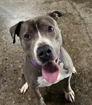 A close-up portrait of a grey and white pit bull-type dog with a purple collar, looking up at the camera with its tongue hanging out.