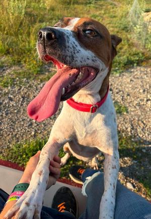 Detroit, Cattle Dog/Mixed Breed, young, available for adoption