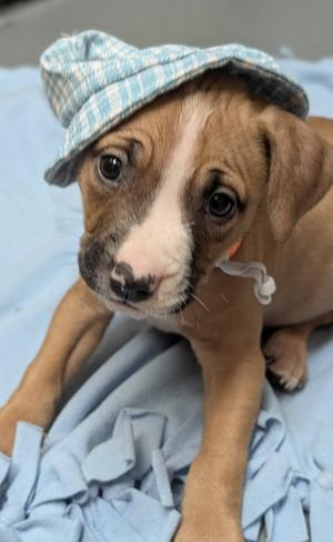 Moro, Mixed Breed, puppy, available for adoption