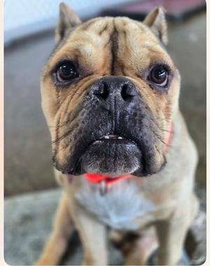 A close-up of a fawn-colored French Bulldog with large, expressive eyes and a slightly open mouth, wearing a bright orange collar.