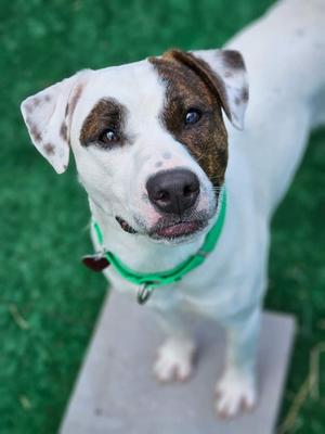 Benny, Jack Russell Terrier/Mixed Breed, adult, available for adoption