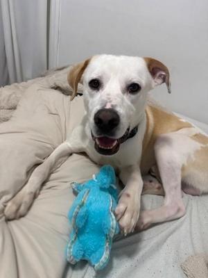 Buddy, Great Pyrenees/Hound, young, available for adoption