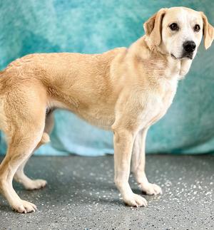 A light-colored dog stands on a speckled floor in front of a blue-green backdrop.