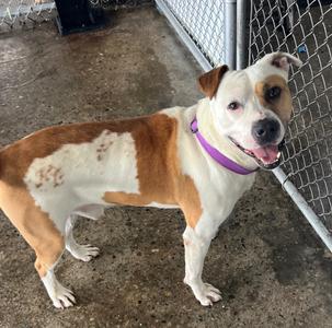 Caspian, Mixed Breed, young, available for adoption