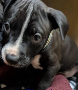 Achilles, Mixed Breed, puppy, available for adoption
