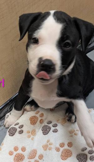 Calypso, Mixed Breed, puppy, available for adoption