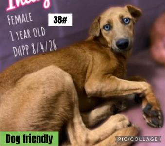 Joni, Mixed Breed, young, available for adoption
