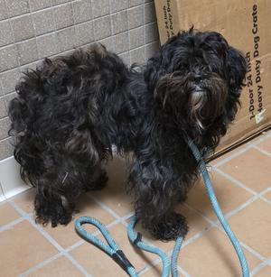 Gigi, Shih-Tzu/Poodle, adult, available for adoption