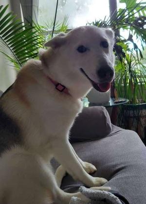 Legend, Husky/Swiss Shepherd, adult, available for adoption