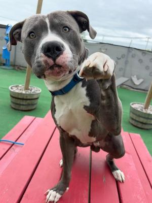 Dr. Seuss, Mixed Breed, adult, available for adoption