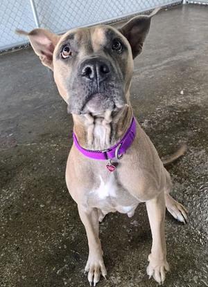 Diamond, Mixed Breed, adult, available for adoption