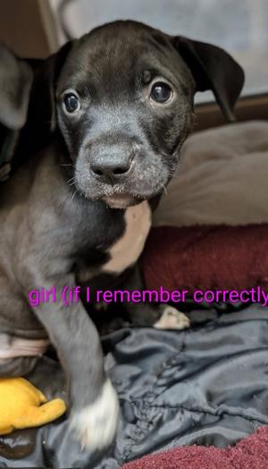Circe, Mixed Breed, puppy, available for adoption