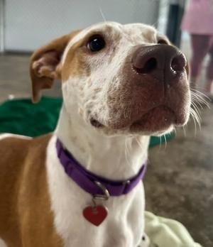 India, German Shorthaired Pointer/Cattle Dog, young, available for adoption