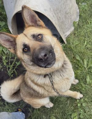 A close-up photograph of a tan and black German Shepherd dog sitting on grass in front of a dog house.
