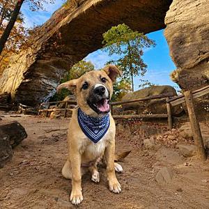 Sonny's Red River, German Shepherd Dog, young, available for adoption
