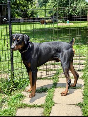 Chase, Doberman Pinscher, adult, available for adoption
