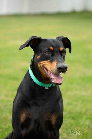 Stella, Doberman Pinscher, senior, available for adoption