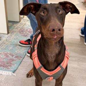 Maggie, Doberman Pinscher, adult, available for adoption