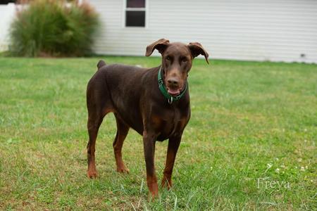 Freya, Doberman Pinscher, adult, available for adoption