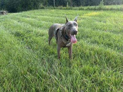 A gray dog with its tongue out, standing in a grassy field.
