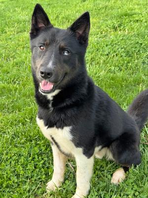 Ace, Border Collie and Siberian Husky, adult, available for adoption