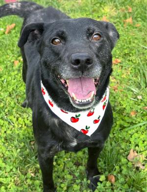 Apple, German Shepherd Dog Mix, adult, available for adoption