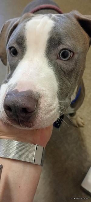 61877910, Pit Bull Terrier Mix, available for adoption