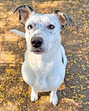 Bella, Australian Cattle Dog Mix, adult, available for adoption