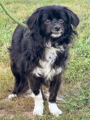 Bonita, Cavalier King Charles Spaniel and Pekingese, senior, available for adoption
