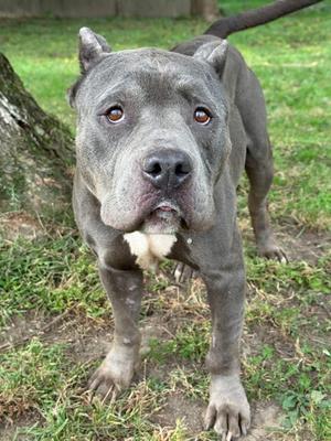 A gray pit bull dog standing on grass with a tree trunk in the background.