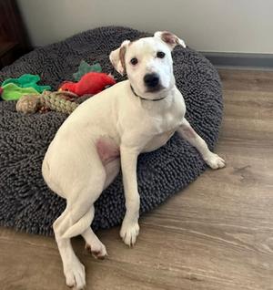 Betty, Australian Cattle Dog and Labrador Retriever, young, available for adoption