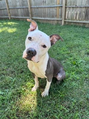 A white and brown dog sitting on grass in a backyard with a wooden fence in the background.