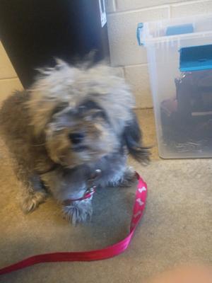 A fluffy dog with a red leash standing on a carpeted floor next to a plastic container.