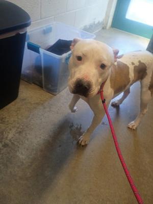 Angus, Pit Bull Terrier Mix, young, available for adoption