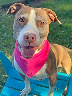 Beauty, Pit Bull Terrier Mix, senior, available for adoption