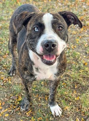 A brindle and white dog with a happy expression, standing on grass with fallen leaves around.