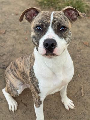 A brindle and white dog with a white chest and muzzle, sitting on a dirt ground.