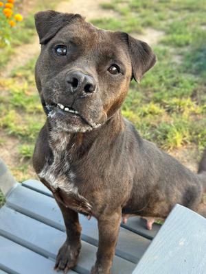 A brown dog with a white patch on its chest standing on a wooden bench.